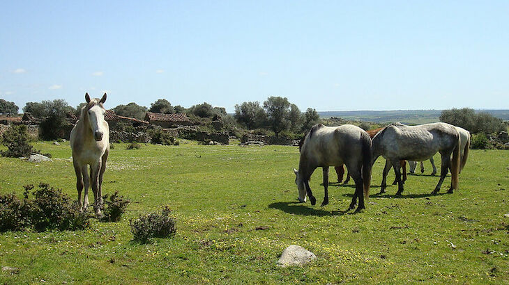 Sierra de Gata caballos Sonia y Juan Carlos